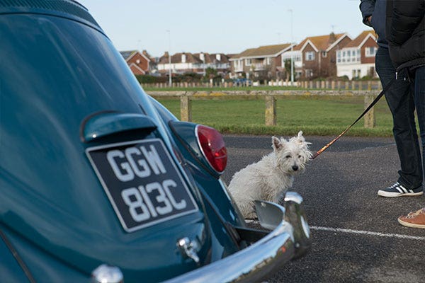 Dave's Beetle and Pooch