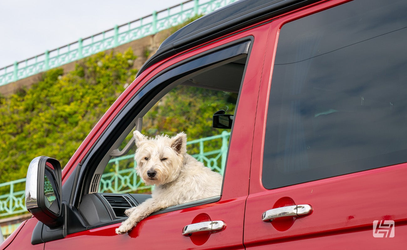 Small white dog leaning out of the window of a VW T5 with door wind deflectors
